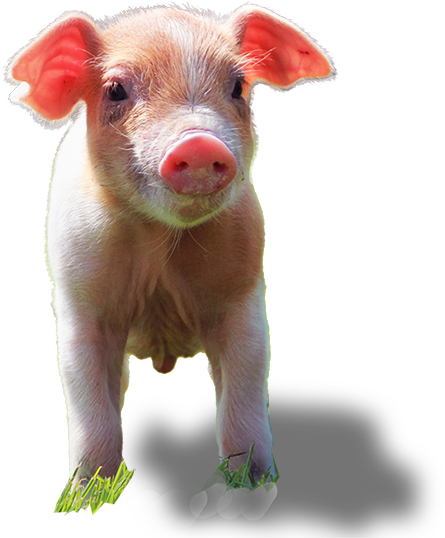 Duroc varkentje